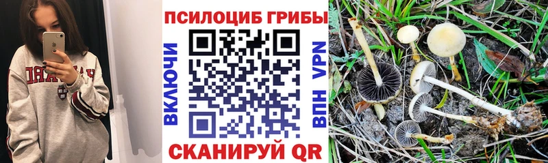 MEGA   Боровск  Галлюциногенные грибы ЛСД 